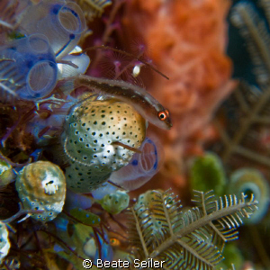 Small blennie on tunacates , taken with Canon G10 and UCL165 by Beate Seiler 